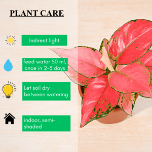 Aglonemaa Beauty Plant