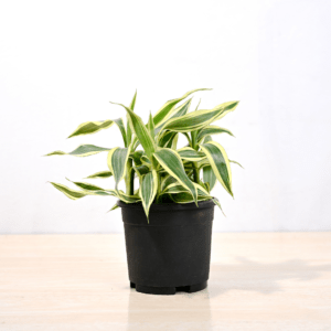 Dracaena Bamboo Variegated