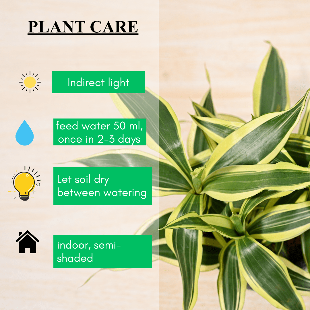 Dracaena Bamboo Variegated